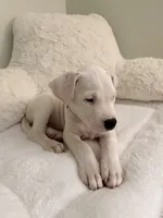Red, a female Dogo Argentino for sale in Ballston Spa, NY – 2 of 5