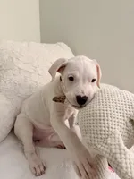 Purple, a female Dogo Argentino for sale in Ballston Spa, NY – 3 of 4