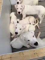Orange, a female Dogo Argentino for sale in Ballston Spa, NY – 6 of 9