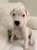 White, a female Dogo Argentino for sale in Ballston Spa, NY – 3 of 4