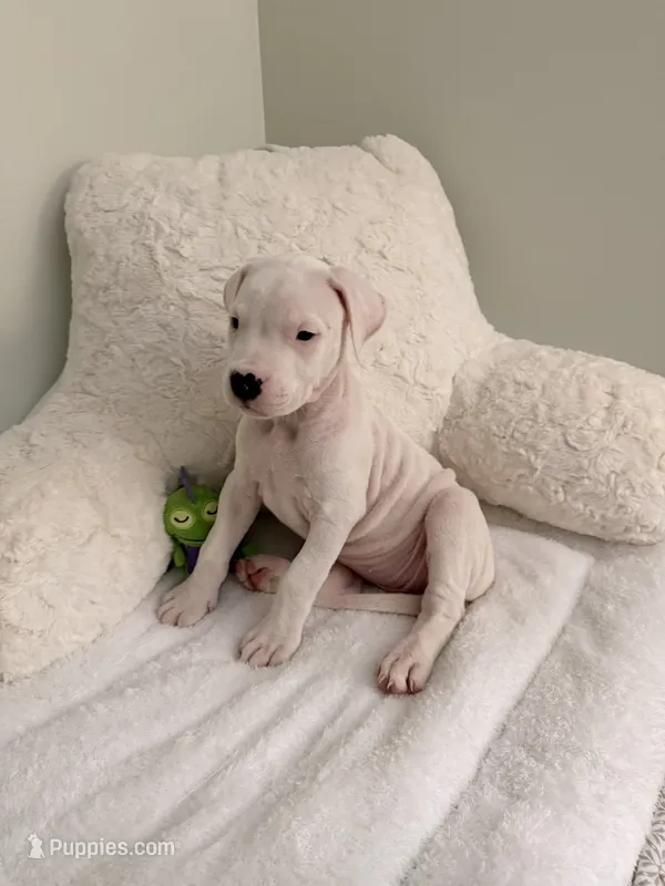 White – Dogo Argentino puppy for sale in Ballston Spa, NY