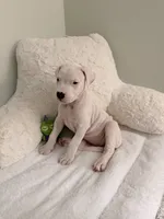 White, a female Dogo Argentino for sale in Ballston Spa, NY – 1 of 4