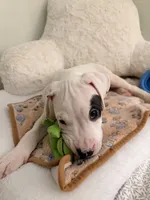 Spot, a male Dogo Argentino for sale in Ballston Spa, NY – 3 of 4