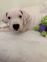 Pink, a female Dogo Argentino for sale in Ballston Spa, NY – 3 of 4