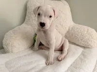 White, a female Dogo Argentino for sale in Ballston Spa, NY – 4 of 4