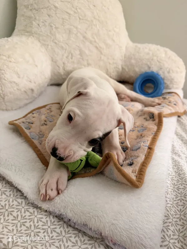 Spot – Dogo Argentino puppy for sale in Ballston Spa, NY