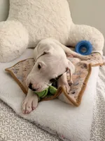 Spot, a male Dogo Argentino for sale in Ballston Spa, NY – 1 of 4