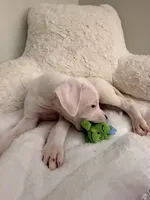 Blue, a male Dogo Argentino for sale in Ballston Spa, NY – 5 of 5