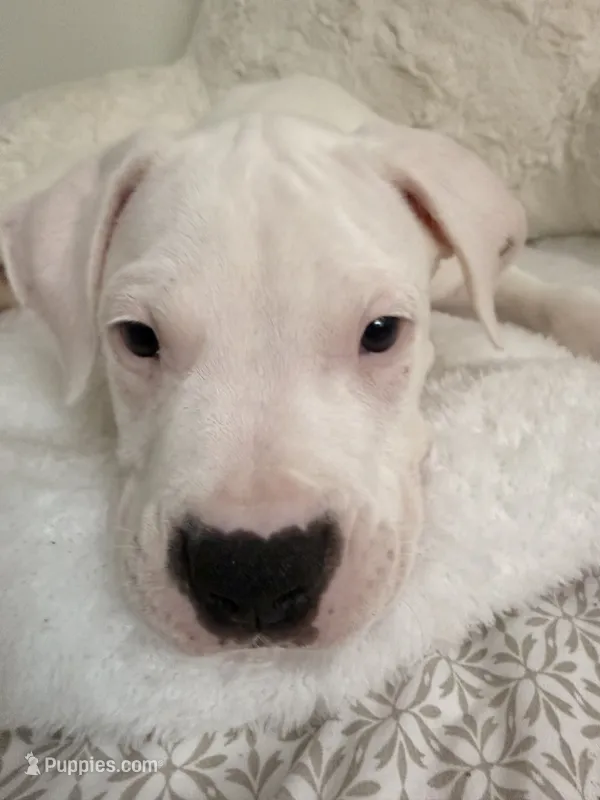 Blue – Dogo Argentino puppy for sale in Ballston Spa, NY