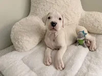 Black, a male Dogo Argentino for sale in Ballston Spa, NY – 3 of 7