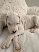 Light Blue, a female Dogo Argentino for sale in Ballston Spa, NY – 1 of 5