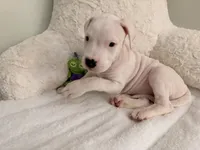 White, a female Dogo Argentino for sale in Ballston Spa, NY – 4 of 5