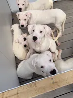 Light Blue, a female Dogo Argentino for sale in Ballston Spa, NY – 8 of 9