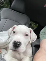 Light Blue, a female Dogo Argentino for sale in Ballston Spa, NY – 6 of 9