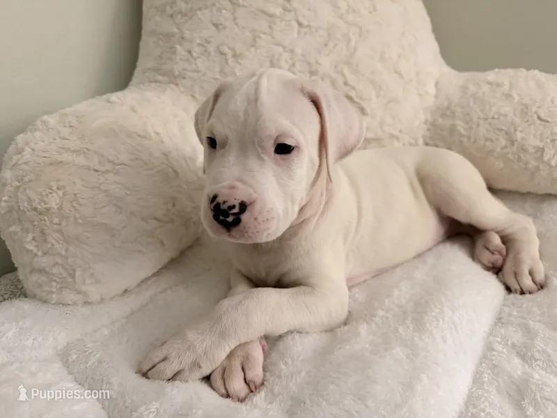 Black – Dogo Argentino puppy for sale in Ballston Spa, NY