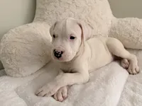 Black, a male Dogo Argentino for sale in Ballston Spa, NY – 1 of 7
