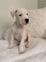 Orange, a female Dogo Argentino for sale in Ballston Spa, NY – 5 of 5