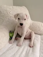 White, a female Dogo Argentino for sale in Ballston Spa, NY – 2 of 5