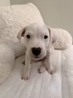 Purple, a female Dogo Argentino for sale in Ballston Spa, NY – 4 of 4