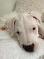 Blue, a male Dogo Argentino for sale in Ballston Spa, NY – 2 of 5