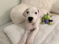 Pink, a female Dogo Argentino for sale in Ballston Spa, NY – 4 of 4