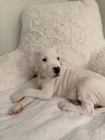 Light Blue, a female Dogo Argentino for sale in Ballston Spa, NY – 2 of 5