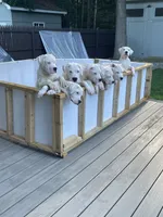 Orange, a female Dogo Argentino for sale in Ballston Spa, NY – 7 of 9