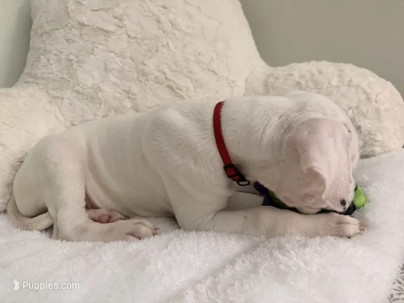 Red – Dogo Argentino puppy for sale in Ballston Spa, NY