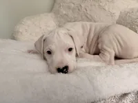 Light Blue, a female Dogo Argentino for sale in Ballston Spa, NY – 5 of 5