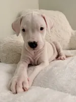 White, a female Dogo Argentino for sale in Ballston Spa, NY – 1 of 5