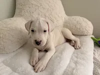 Black, a male Dogo Argentino for sale in Ballston Spa, NY – 7 of 7