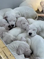 Orange, a female Dogo Argentino for sale in Ballston Spa, NY – 8 of 9