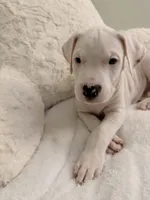 Light Blue, a female Dogo Argentino for sale in Ballston Spa, NY – 4 of 5