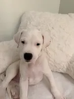 Red, a female Dogo Argentino for sale in Ballston Spa, NY – 4 of 5