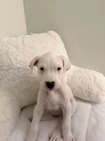 Purple, a female Dogo Argentino for sale in Ballston Spa, NY – 2 of 4