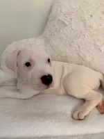 Green, a male Dogo Argentino for sale in Ballston Spa, NY – 2 of 2