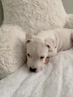 Orange, a female Dogo Argentino for sale in Ballston Spa, NY – 3 of 5