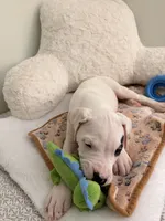 Spot, a male Dogo Argentino for sale in Ballston Spa, NY – 2 of 4