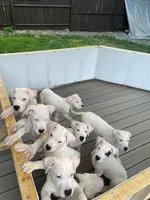Spot, a male Dogo Argentino for sale in Ballston Spa, NY – 4 of 4