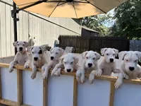 Orange, a female Dogo Argentino for sale in Ballston Spa, NY – 9 of 9