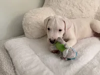 Black, a male Dogo Argentino for sale in Ballston Spa, NY – 6 of 7