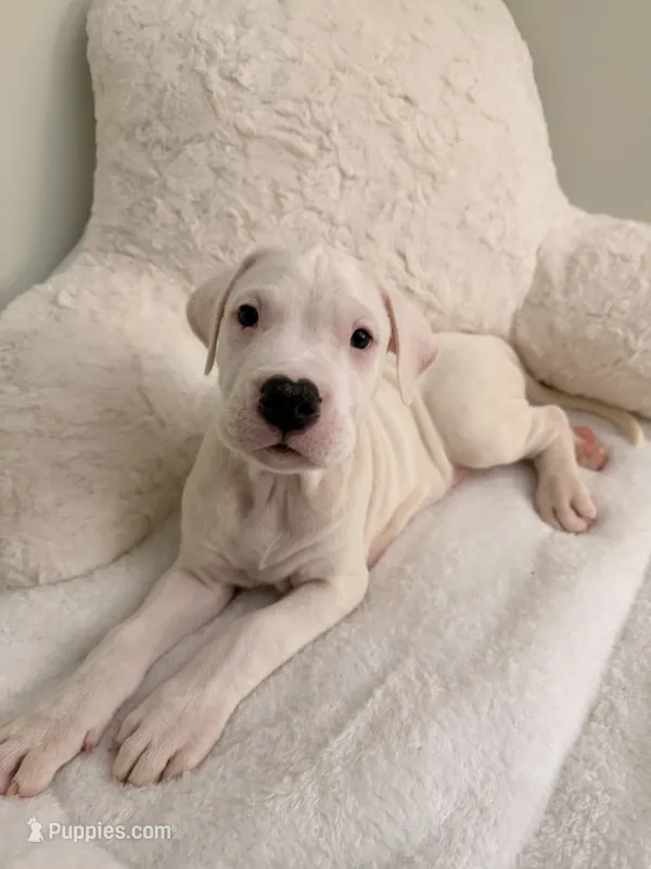 Green – Dogo Argentino puppy for sale in Ballston Spa, NY