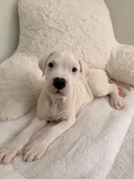 Green, a male Dogo Argentino for sale in Ballston Spa, NY – 1 of 2