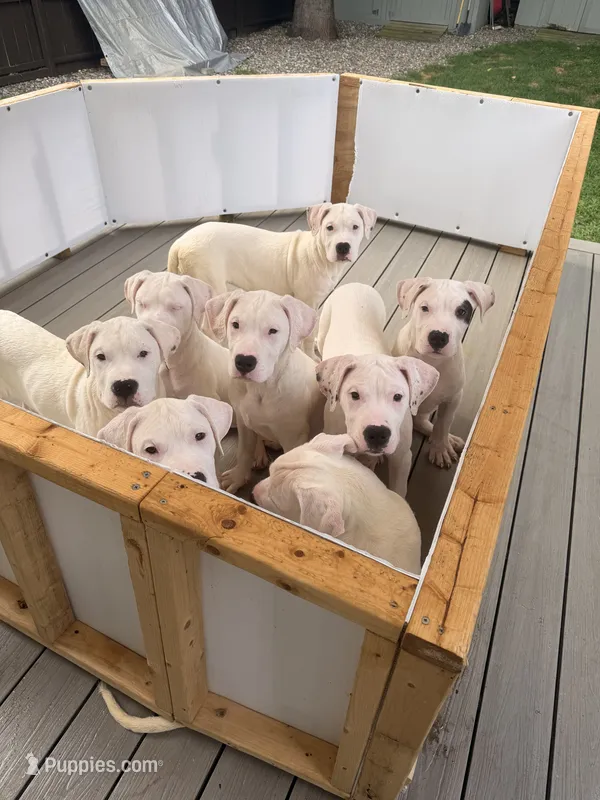 Spot – Dogo Argentino puppy for sale in Ballston Spa, NY