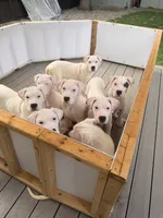 Spot, a male Dogo Argentino for sale in Ballston Spa, NY – 1 of 4