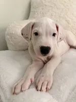 Pink, a female Dogo Argentino for sale in Ballston Spa, NY – 1 of 4