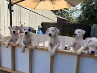 Spot, a male Dogo Argentino for sale in Ballston Spa, NY – 6 of 7