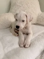 Red, a female Dogo Argentino for sale in Ballston Spa, NY – 3 of 5