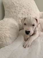 Light Blue, a female Dogo Argentino for sale in Ballston Spa, NY – 3 of 5