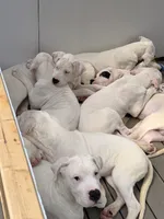 Light Blue, a female Dogo Argentino for sale in Ballston Spa, NY – 9 of 9